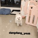 댕댕역 이미지
