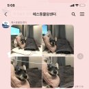 양산에스동물메디컬센터 네이버블로그