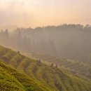 대한농장1 이미지