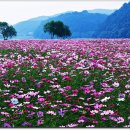 코스모스 민박 이미지