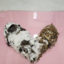 아이캣 고양이미용 호텔 이미지