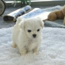 부산강아지분양 고양이분양 베스트펫 본점 이미지