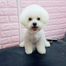 엘리펫 살롱 이미지