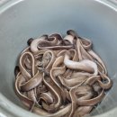 국내산 싱싱 연탄 산곰장어 이미지