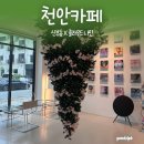클라우드 나인 | [천안카페] 성성동 ‘클라우드나인’ 봄 시즌 거꾸로트리 카페 방문후기