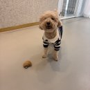 덕진태권도장 | 전주 송천동 애견미용샵 아로멍