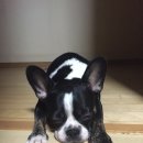 오마이독(oh my dog) 이미지