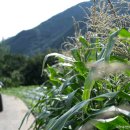 송전마을(송전) 이미지