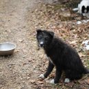 강아지이야기 이미지