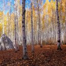 자작나무 이미지