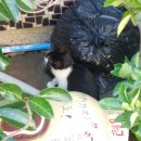 케익마을 이미지