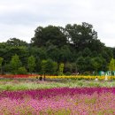 천일홍축제 이미지