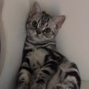 아메숏 캐터리 이미지