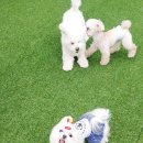 개린이 집합소 이미지