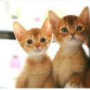 순한고양이 이미지