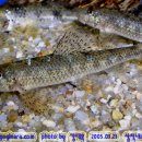 어류도감 이미지