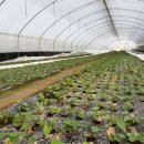 삼형제농장2 이미지