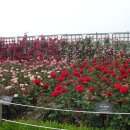 조선대(장미원) 이미지