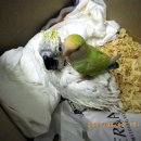 앵무새동물원 이미지