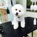 마이독스 이미지