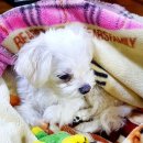 시화종합동물병원 이미지