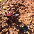 지민농장 이미지