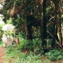 제주 와일드 이미지