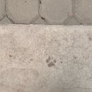 예술마을커피가게 | [치앙마이 4일차] 치앙마이 여행코스 반캉왓 예술마을부터 도이수텝 야경까지!