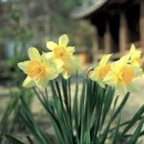 원당민박 | 서산 여행, 100년 고택에 펼쳐진 노란 물결, '서산 유기방 가옥' 수선화 축제 완벽 정리 (2026 일정...