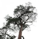 소나무향기 이미지