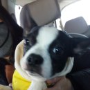 정철동물병원 이미지