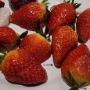 199 | 애슐리퀸즈 딸기축제 내돈내산 후기 올데이199 뉴코아광명점