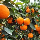 단하우스 이미지