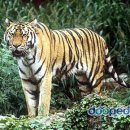 호랑이 이미지