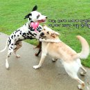 영심이꽃세상
