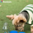 드림덴탈스튜디오 | 국제 강아지의 날 맞이 쿠팡/도미노피자 등 이벤트🐶