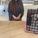 부산애견호텔 강아지유치원 펫퍼센트&코모네하우스 이미지