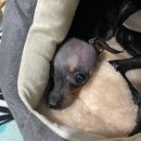 주홍보라네 Daum카페