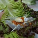 백년송어&활어수산
