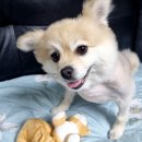 들려보개 - 평택시 안청로2길 33-47 | [평택 들려보개 안중본점] 반려동물 용품 매장 후기