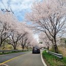 보령시모란공원 공중화장실 | 보령 주산 벚꽃길(feat.2026 보령 벚꽃 축제)