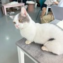 도도다방 | 대전 둔산동 고양이 카페 냥다방 다녀온 후기