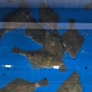 하봉석 대게·
회(환호동점) 이미지