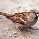 참새약국 이미지