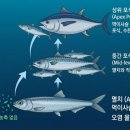 멸치는 종합 보양제 입니다 이미지