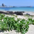 하루산책 이미지