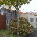 제주 대정여자고등학교 실습실(육군 98병원 병동) Daum카페