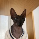 동물보육원 김포지부 이미지