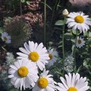 보라매공원 정원박람회 사진 감상 이미지