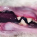 포곡동물병원 이미지